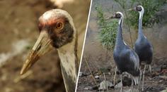 Ze zoo v Brně se ztratil exotický pták. Ošetřovatelé prosí o pomoc
