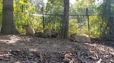 V brněnské zoo se narodilo pět kapybar. Roztomilí hlodavci se už předvádí ve výběhu