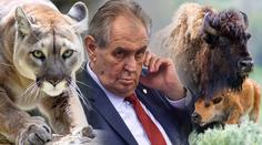 Puma a stádo bizonů na útěku. Zemana čeká "divoká" Vysočina