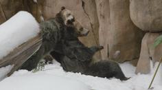 Medvědi v zoo dostali zimní nadílku. Ve výběhu řádili jako v rodném Wyomingu
