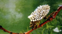 Rybáře vyděsilo "vodní monstrum", kousnutí může být velmi bolestivé