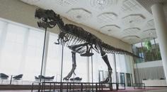 V Curychu vydražili kostru tyranosaura Rexe. Kupce vyšla na 115 milionů korun