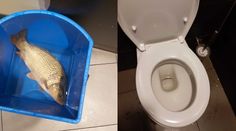 V záchodě fastfoodu v Pardubicích plaval kapr, hodil ho tam opilý návštěvník