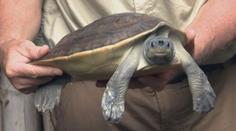 Pražská zoo představila vzácnou želvu. K vidění je pak už jen v Asii