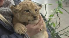 V zoo se narodila dvě lvíčata. Takhle roztomile cení zuby na svět