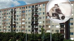 Lidská hyena z Kladna: Žena vyhodila psy z 6. patra! Prý je chtěla venčit
