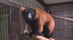 Teprve druhá mláďata ohrožených lemurů se narodila v děčínské zoo