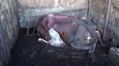 Zvířata žila v hrůzných podmínkách! Další čekají jatka