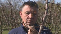 Sadaři v Česku přišli o úrodu. Mráz zničil meruňky, pomrzly i broskve a třešně