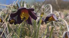 Botanici z Ústí chtějí ochránit ohrožené koniklece. Zavřou je proto do klecí