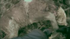 Hrdinní policisté! Takhle bojovali o život malého telátka. VIDEO