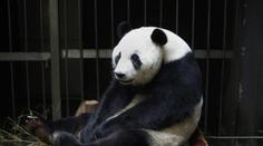 Vykutálená panda! Předstírala těhotenství, aby měla víc pamlsků!