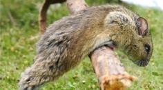 Čeští vědci objevili dva nové druhy savců. Jsou přenašeči hentavirů