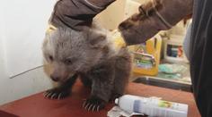 Zoo v Hluboké nad Vltavou už zná pohlaví medvíďat. Brzy je uvidí i návštěvníci