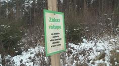 Lesníci bojují proti krádežím stromků. Přibývají zákazy vstupů