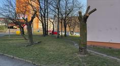 Obyvatelé Litvínova zachraňují letité sakury. Pokácet je mají kvůli plynovodu