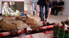 Šokující skrytá kamera! Brity vyděsila brutalita halal jatek