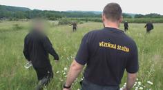 Vězni z Rýnovic vyrazili do pole. Budou tam zachraňovat srnčata