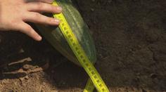 Ženě na záhonku roste gigantická okurka. Do rekordu jí chybí 20 centimetrů