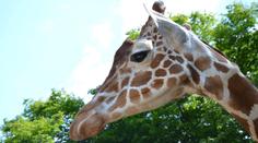 Brněnská zoo je v slzách: Žirafí sameček M´Toto zemřel