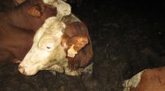 Veterináři jsou zděšení! Býky našli po krk v trusu, objevili i mrtvoly