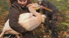 V liberecké zoo proběhl odchyt pelikánů. Ošetřovatelé to neměli jednoduché
