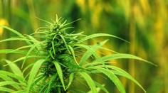 Mexičtí poslanci schválili legalizaci marihuany, osm rostlin na domácnost