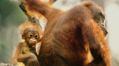 V pražské zoo slaví. Narodilo se tam po 42 letech orangutáně