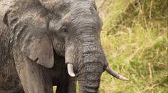 Zlínská zoo po tragédii opět otevřela sloní výběh. Samce Jacka oddělila od stáda
