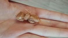 Na východě Čech řádí travič psů, návnady hází lidem přímo do zahrad!