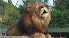 Šelmy z kysucké zoo neútočily poprvé. Utratí ty, které byly u smrti majitele
