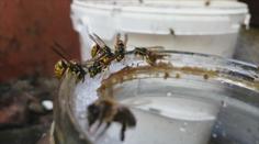 Vosy jsou přemnožené, záchranáři hlásí i desítky výjezdů k alergikům denně