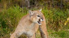 Chlapce v Calabasasu napadla puma, matka se do ní pustila holýma rukama