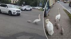 Labutí rodinka v Pardubicích tropí neplechu! Blokuje dopravu a štípe