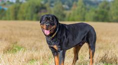 Rotvajler bránil paničku při vyhrocené hádce, muž ho měl ubodat!