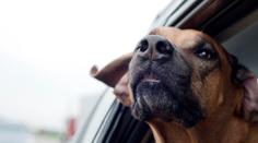 Pozor na cestování s mazlíčky. Je nutné dodržet několik pravidel, varují veterináři