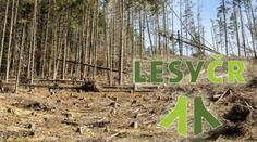 Šéfem Lesů ČR bude Vojáček. Ve funkci byl už za předchozí Babišovy vlády