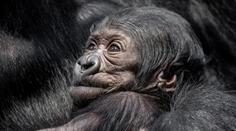 Gorilátko v pražské zoo je samička, raduje se ředitel. Jméno zvolí veřejnost