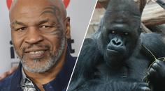 Boxerská legenda šokuje! Tyson se chtěl v ZOO mlátit s gorilou