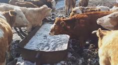 Farma hrůzy na Ústecku. Dobytek živořil v blátě bez vody i krmení
