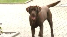 Labrador v Tachově trhal kočku na kusy, majitel ho povzbuzoval!