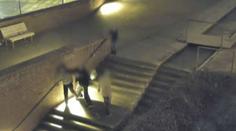 Mladíci chtěli pomoci opilému muži s dítětem, on na ně zaútočil