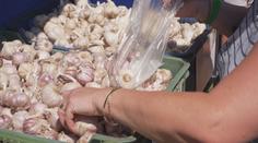 Česnekový festival v Buchlovicích: Návštěvníci soutěžili v plivání stroužku
