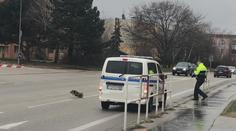 Svinský krok. Strážníci po městě naháněli prase na útěku! VIDEO