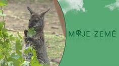 Početná klokaní kolonie. Ve zlínské zoo se narodilo nejméně 11 mláďat