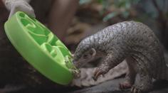 V pražské zoo je k vidění mládě luskouna. Šiška se narodila jako první v Evropě