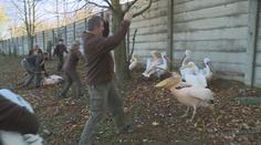 "Pozor na zobáky!" Takhle v zoo přesouvají pelikány do zimoviště