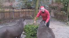 V jihlavské zoo se půst nedrží, zvířata dostávala dárky už od rána