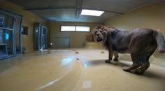V plzeňské zoo se rozloučili se lvem Dabirem. Zvyká si na nový domov
