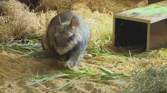 Liberecká zoo má nový přírůstek, je jím vzácný druh obří činčily